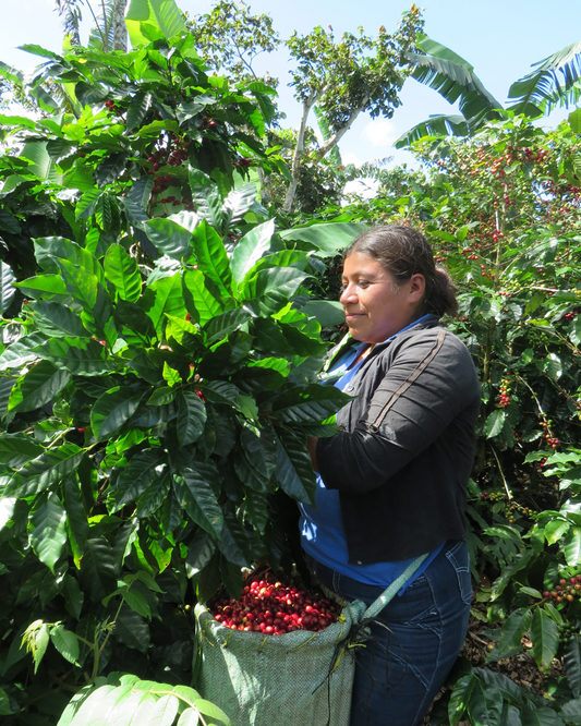 Nicaragua Red Catuai