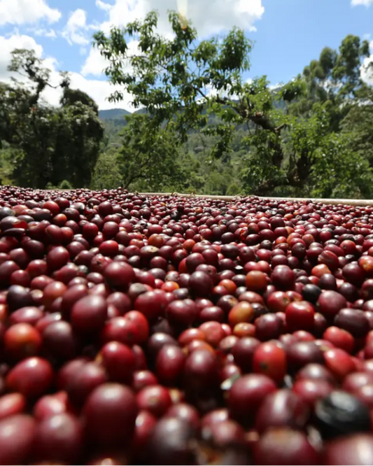 Ethiopië Yirgacheffe Grade 1