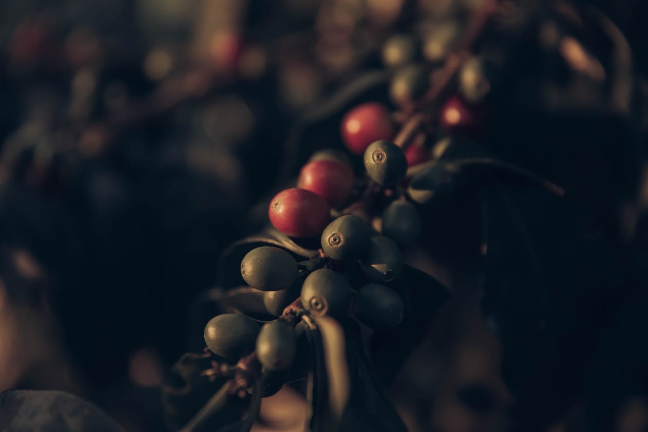 Sakubel, Chiapas, Mexico, Single Origin, Specialty Koffie