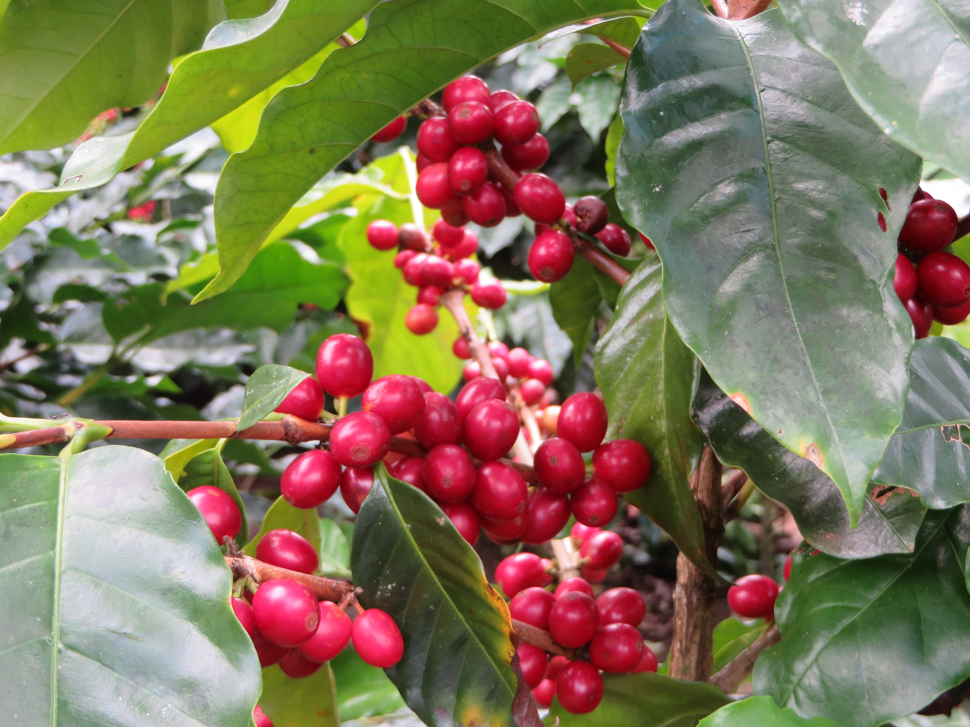 Rijpe rode koffiebessen van de Red Catuai-variëteit aan de struik in Jinotega, Nicaragua