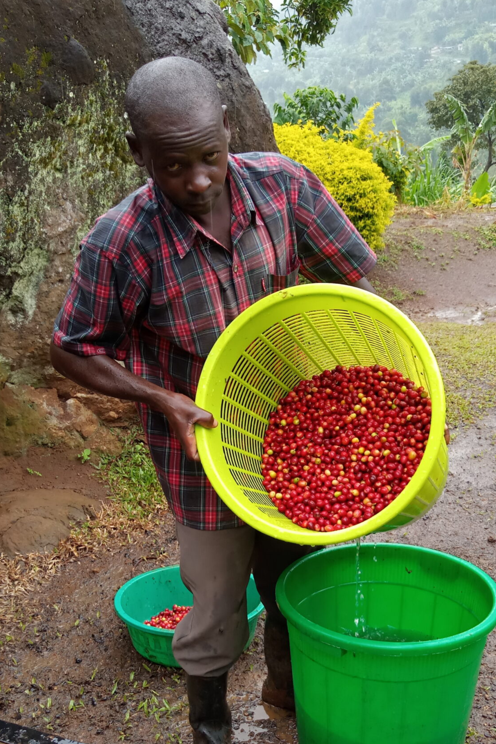 Koffieboer uit de Mt. Elgon-regio in Uganda met een mand vol rode koffiebessen (Red Bourbon)